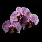 Orchideja