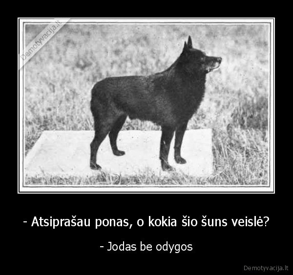 - Atsiprašau ponas, o kokia šio šuns veislė? - - Jodas be odygos