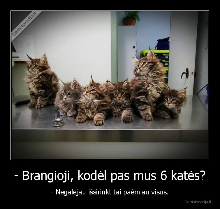 - Brangioji, kodėl pas mus 6 katės? - - Negalėjau išsirinkt tai paėmiau visus.