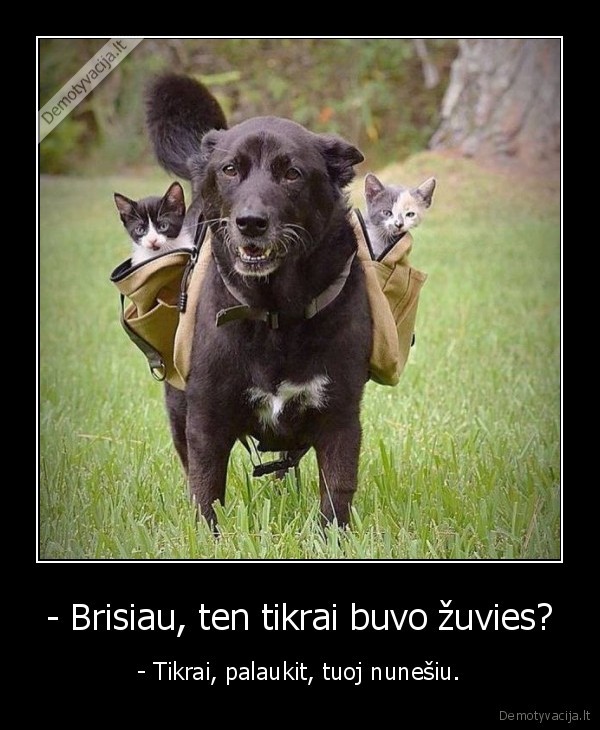 - Brisiau, ten tikrai buvo žuvies? - - Tikrai, palaukit, tuoj nunešiu.