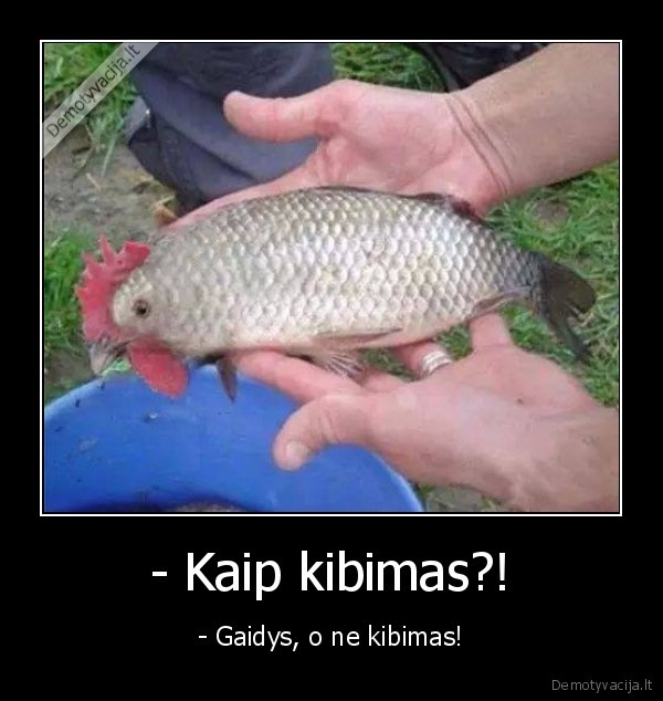 - Kaip kibimas?! - - Gaidys, o ne kibimas!