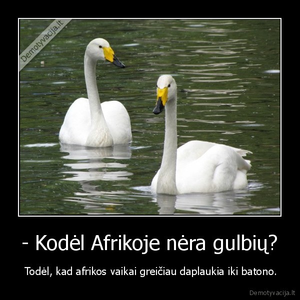 - Kodėl Afrikoje nėra gulbių? -  Todėl, kad afrikos vaikai greičiau daplaukia iki batono.