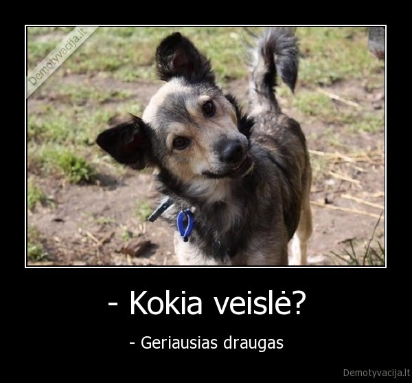 - Kokia veislė? - - Geriausias draugas