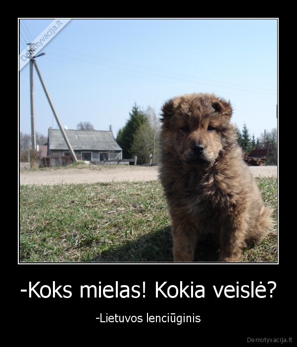 -Koks mielas! Kokia veislė? - -Lietuvos lenciūginis