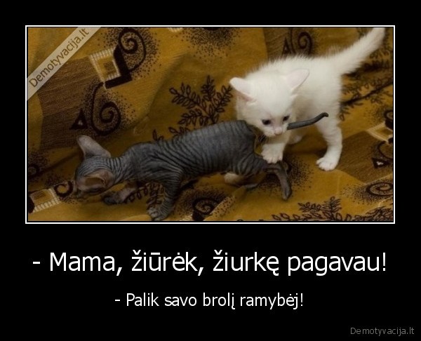 - Mama, žiūrėk, žiurkę pagavau! - - Palik savo brolį ramybėj!