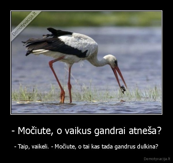 - Močiute, o vaikus gandrai atneša? - - Taip, vaikeli. - Močiute, o tai kas tada gandrus dulkina?