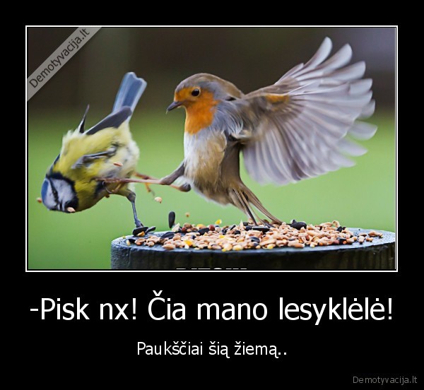 -Pisk nx! Čia mano lesyklėlė! - Paukščiai šią žiemą..