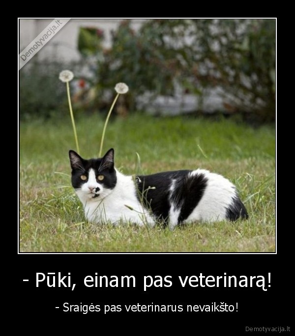 - Pūki, einam pas veterinarą! - - Sraigės pas veterinarus nevaikšto!