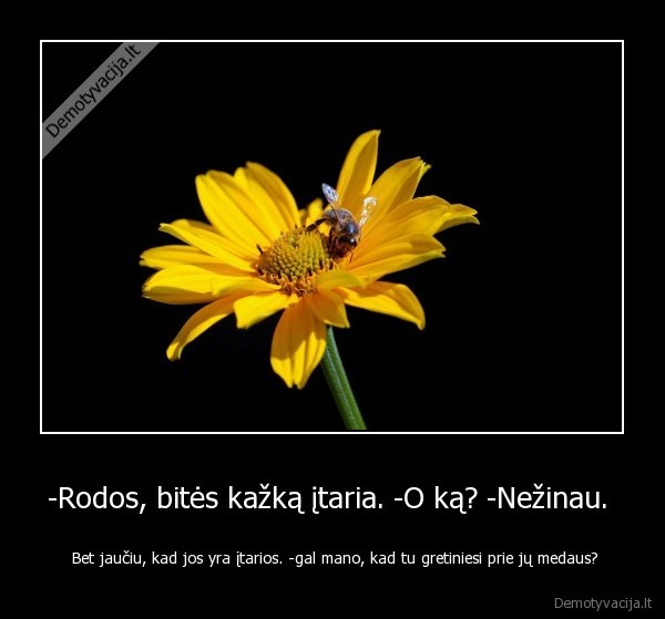 -Rodos, bitės kažką įtaria. -O ką? -Nežinau.  -  Bet jaučiu, kad jos yra įtarios. -gal mano, kad tu gretiniesi prie jų medaus?