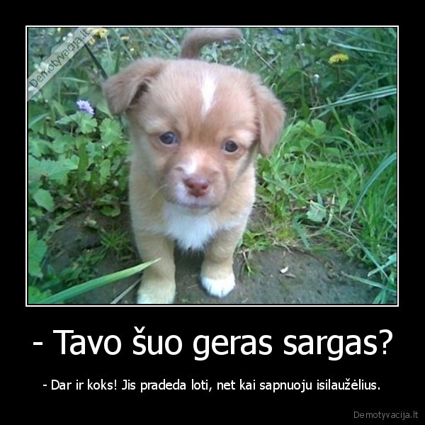 - Tavo šuo geras sargas? - - Dar ir koks! Jis pradeda loti, net kai sapnuoju isilaužėlius.