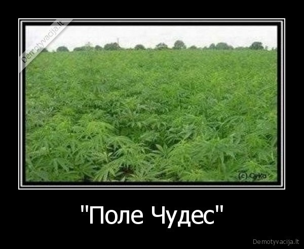 "Поле Чудес" - 