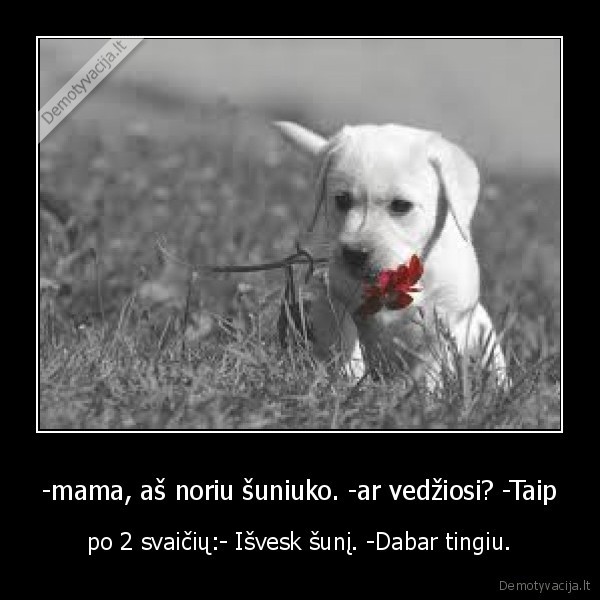 -mama, aš noriu šuniuko. -ar vedžiosi? -Taip - po 2 svaičių:- Išvesk šunį. -Dabar tingiu.