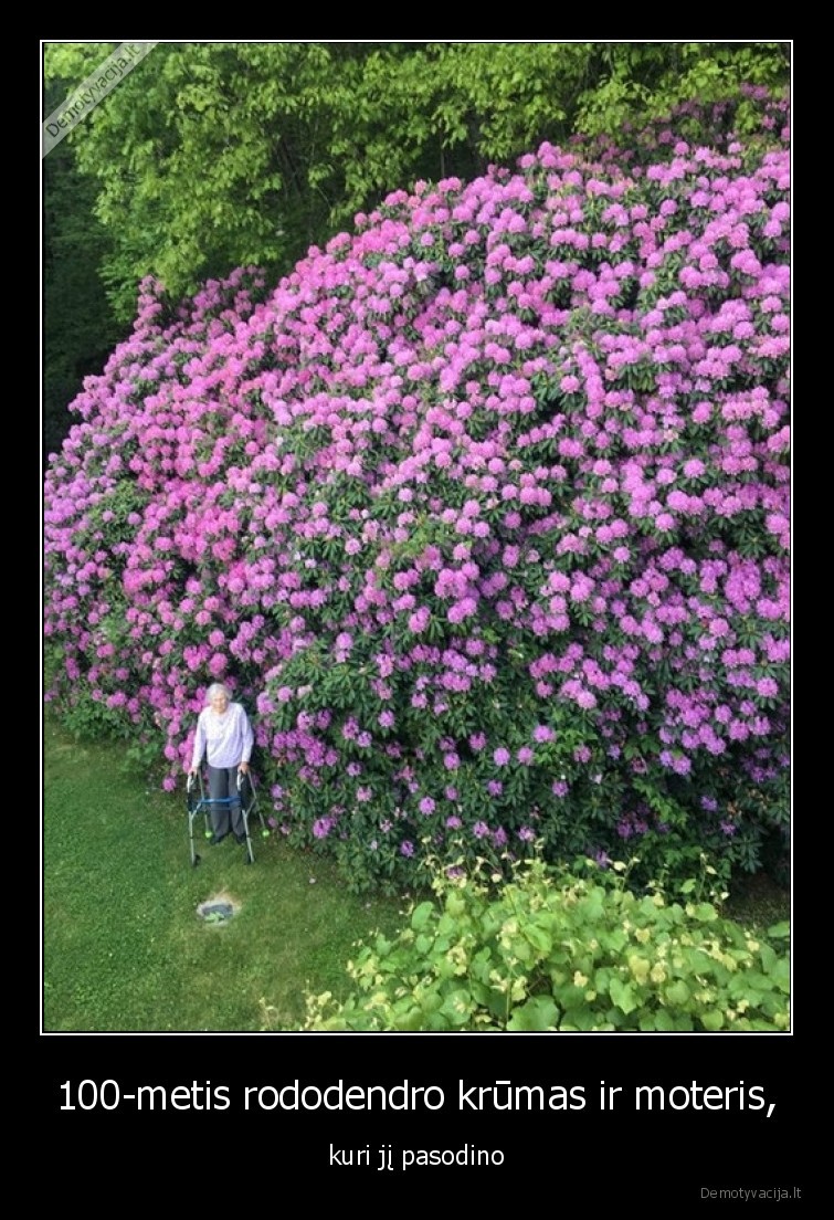 100-metis rododendro krūmas ir moteris, - kuri jį pasodino