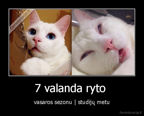 7 valanda ryto  - vasaros sezonu | studijų metu