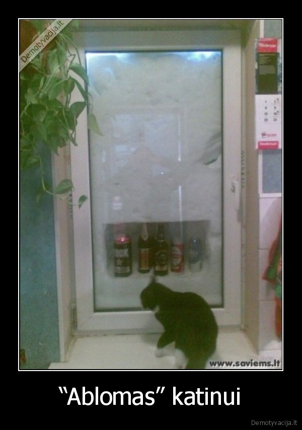 “Ablomas” katinui - 