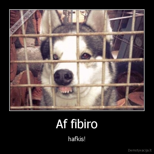 Af fibiro - hafkis!