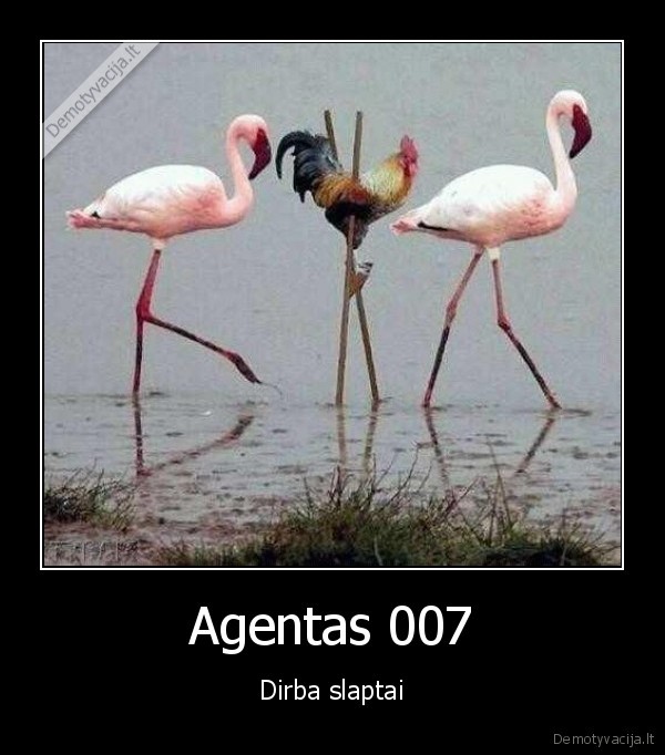 Agentas 007 - Dirba slaptai