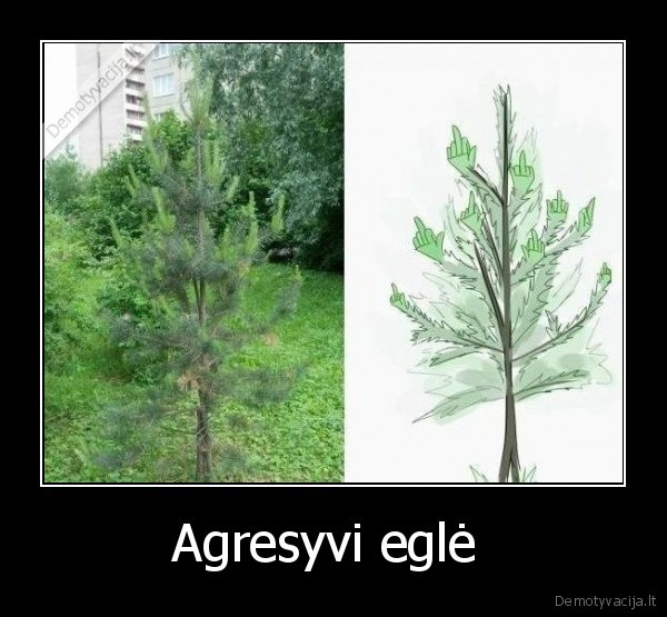 Agresyvi eglė  - 