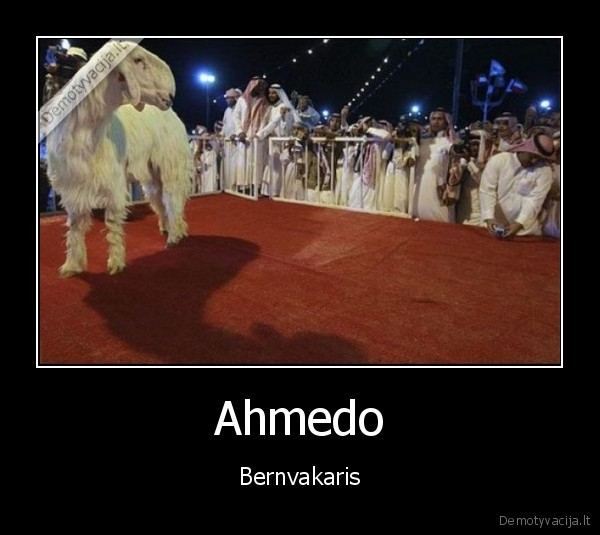 Ahmedo - Bernvakaris