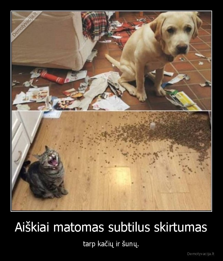 Aiškiai matomas subtilus skirtumas - tarp kačių ir šunų.