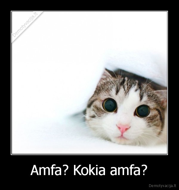 Amfa? Kokia amfa? - 