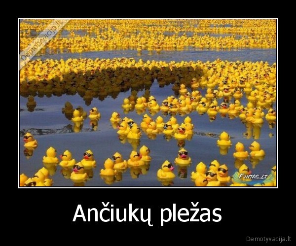 Ančiukų pležas - 