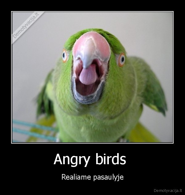 Angry birds  - Realiame pasaulyje