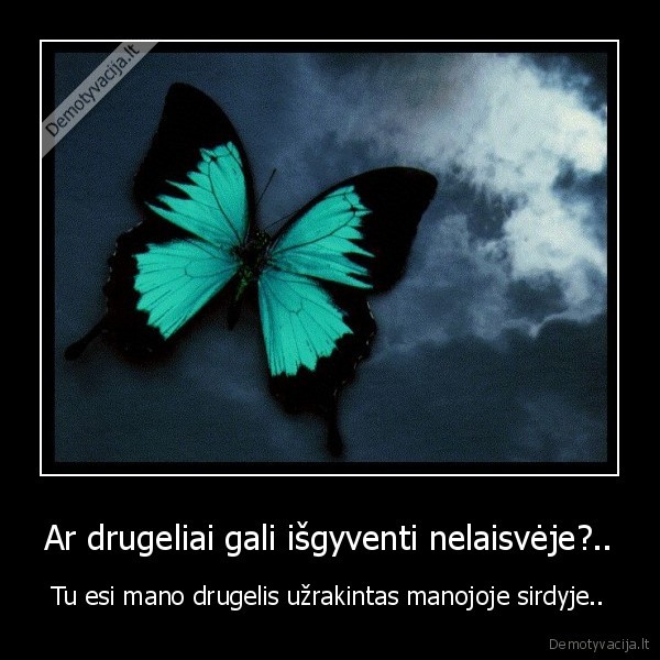 Ar drugeliai gali išgyventi nelaisvėje?.. - Tu esi mano drugelis užrakintas manojoje sirdyje..