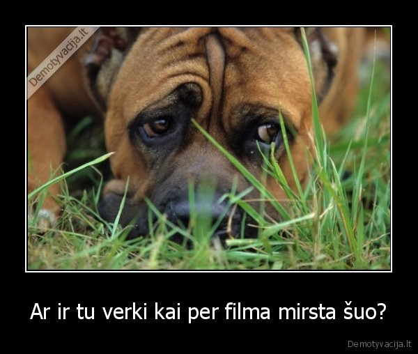 Ar ir tu verki kai per filma mirsta šuo? - 