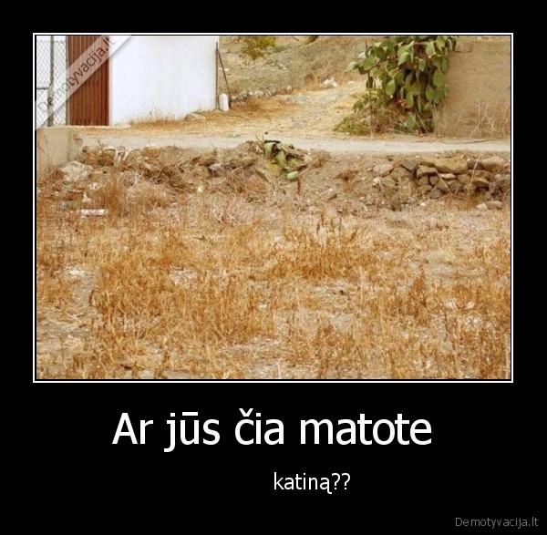 Ar jūs čia matote -             katiną??