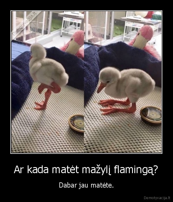 Ar kada matėt mažylį flamingą? - Dabar jau matėte.