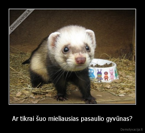 Ar tikrai šuo mieliausias pasaulio gyvūnas? - 