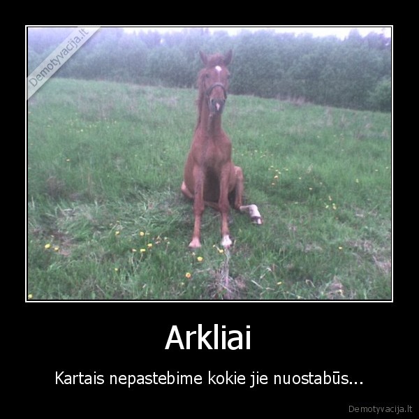 Arkliai - Kartais nepastebime kokie jie nuostabūs...