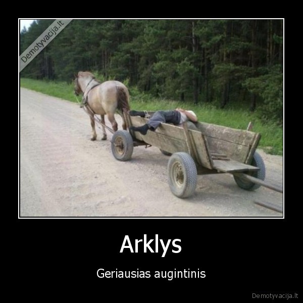 Arklys - Geriausias augintinis