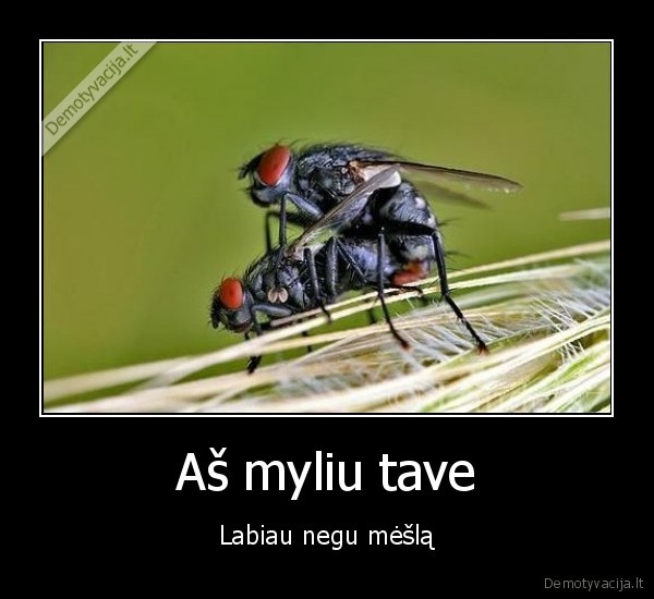 Aš myliu tave - Labiau negu mėšlą