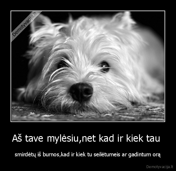 Aš tave mylėsiu,net kad ir kiek tau  - smirdėtų iš burnos,kad ir kiek tu seilėtumeis ar gadintum orą
