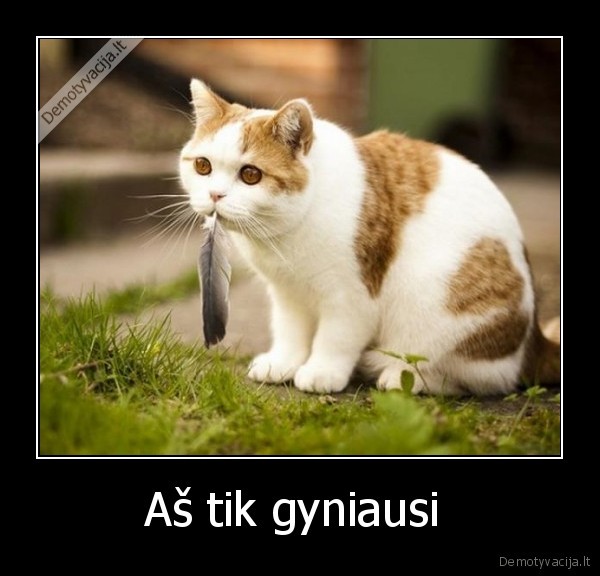 Aš tik gyniausi  - 