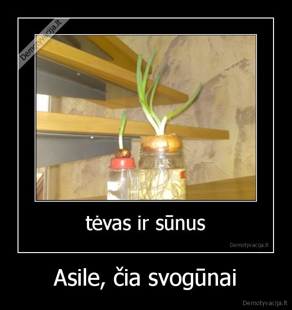 Asile, čia svogūnai - 