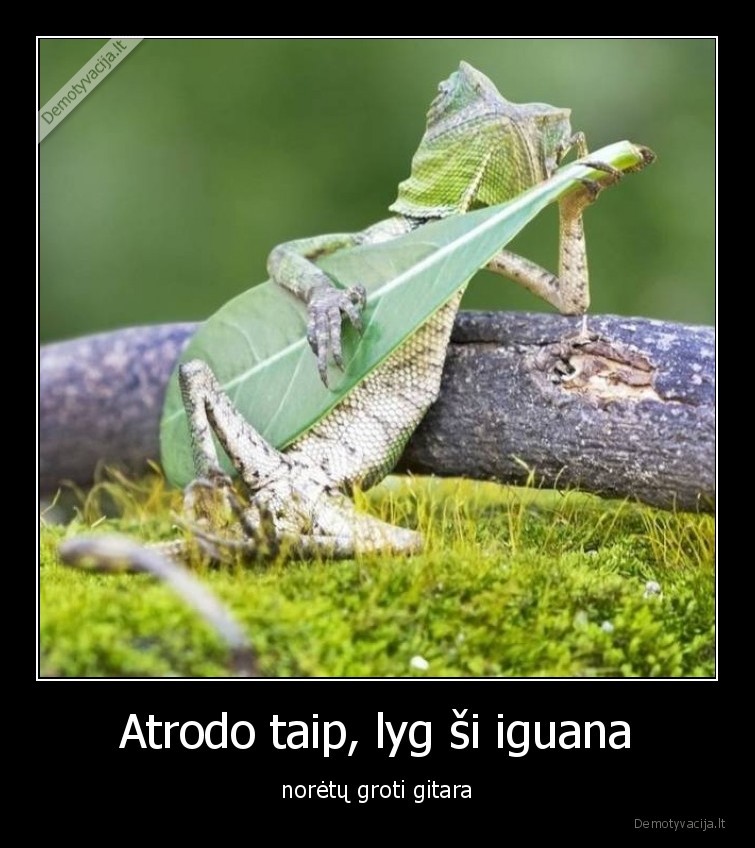 Atrodo taip, lyg ši iguana - norėtų groti gitara