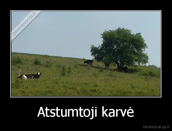 Atstumtoji karvė - 