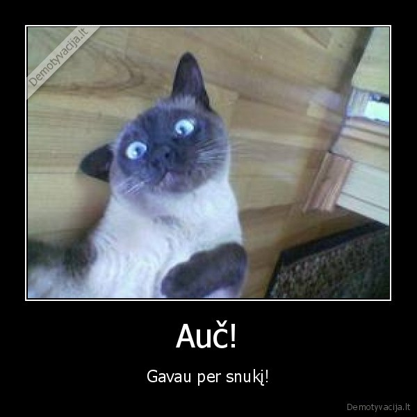 Auč! - Gavau per snukį!