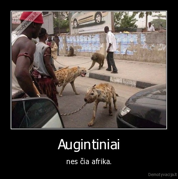 Augintiniai - nes čia afrika.