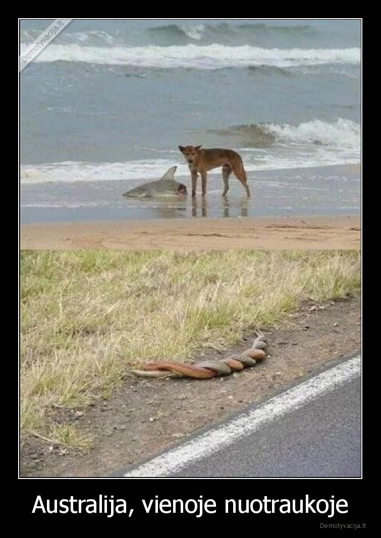 Australija, vienoje nuotraukoje - 