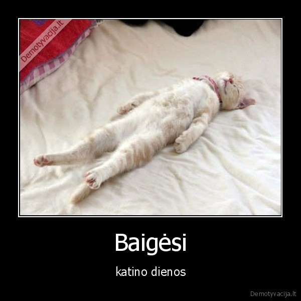 Baigėsi - katino dienos