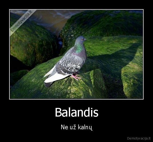 Balandis - Ne už kalnų