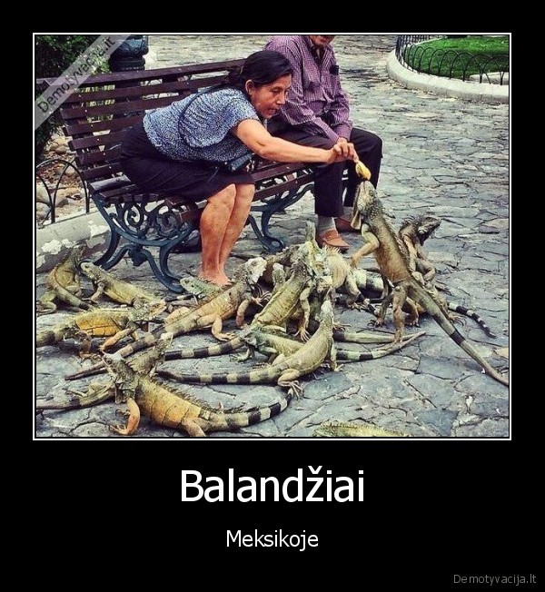 Balandžiai - Meksikoje