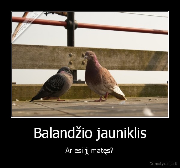 Balandžio jauniklis - Ar esi jį matęs?