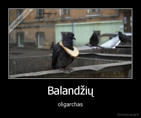 Balandžių - oligarchas