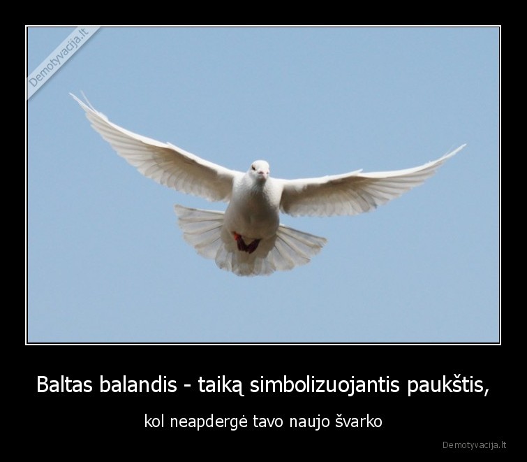 Baltas balandis - taiką simbolizuojantis paukštis, - kol neapdergė tavo naujo švarko