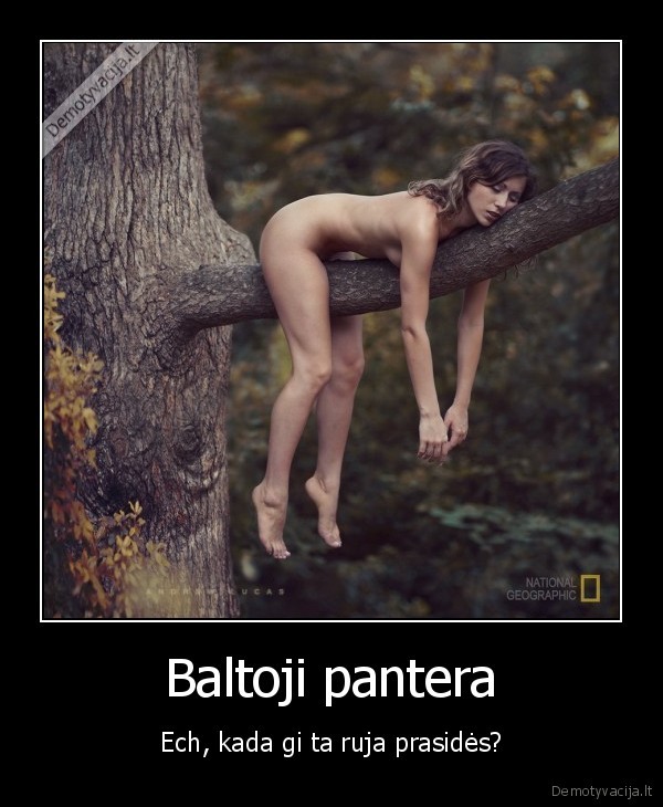 Baltoji pantera - Ech, kada gi ta ruja prasidės?